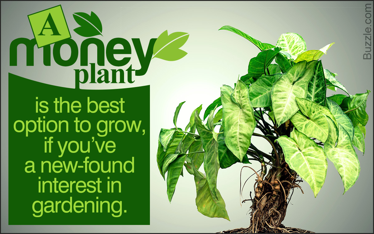 Money Plant Care Instructions