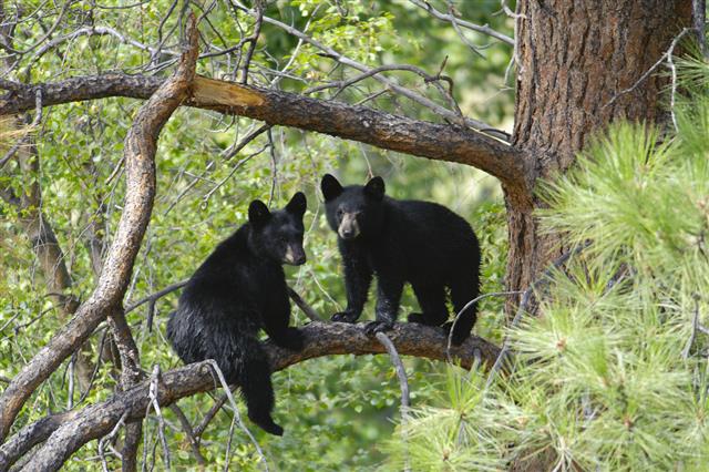 Two Bear Cubs Sitting on a Tree Branch