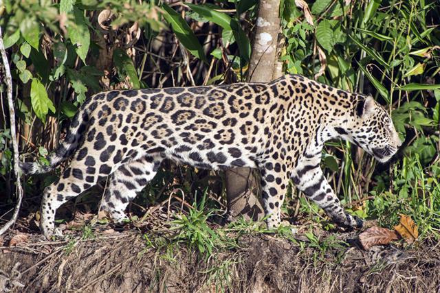 Massive Male Jaguar