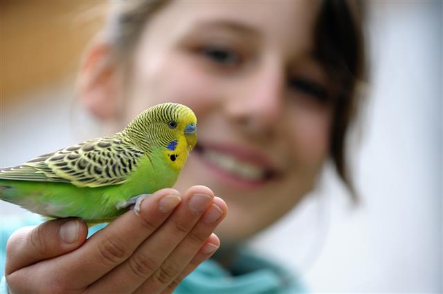 Cute Girl With A Budgie