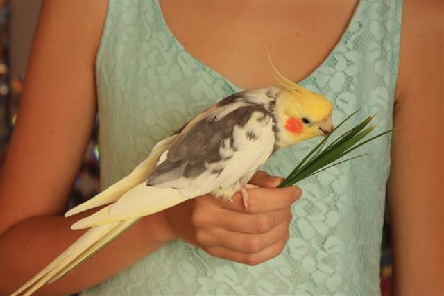 Woman in blue dress hand holding a cockatiel parrot