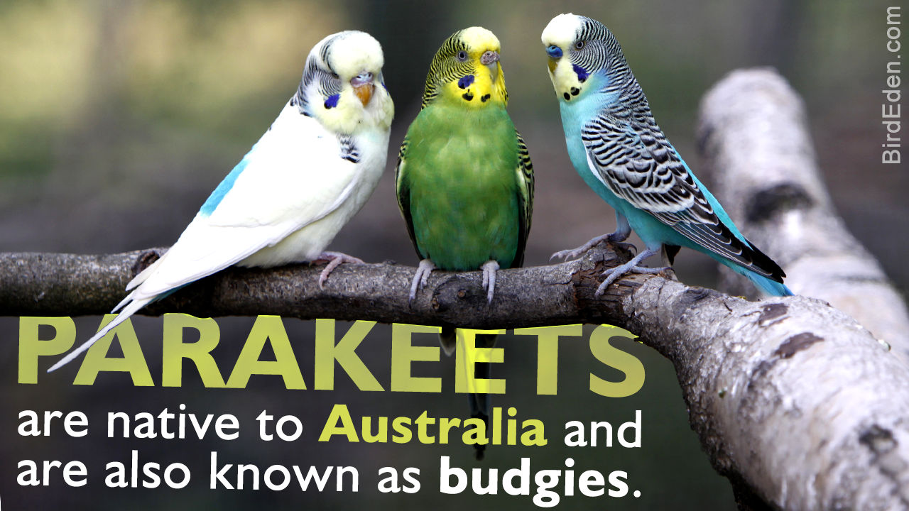 Life Span of Parakeets