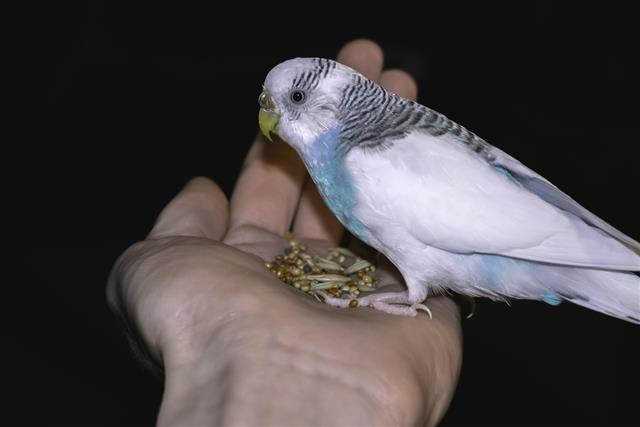 Budgie sitting on a palm of hand
