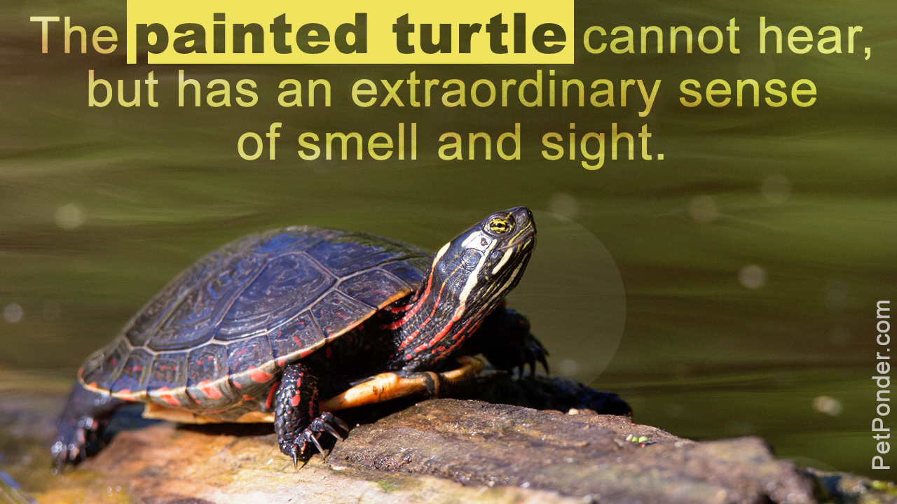 Painted Turtle Life Span
