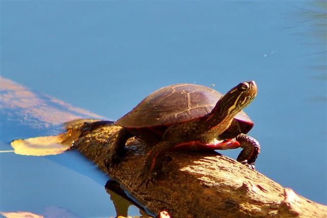 painted turtle Habitat