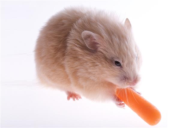 Hamster and Carrot