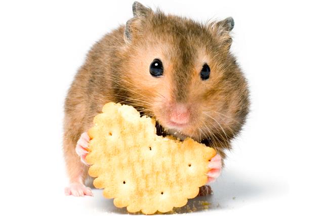 Hungry hamster