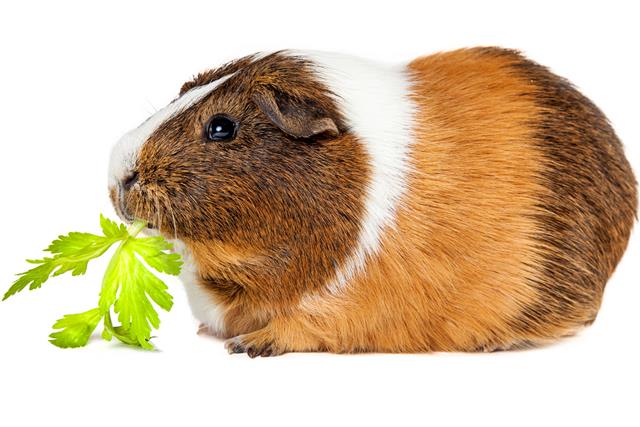 Hamster eating vegetable