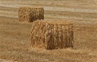 Hay stack cubes in wheat field