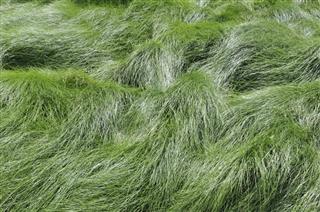 Tall Fescue Grass