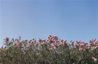 Pink oleanders, spring time flowers