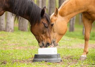Horses Licking New Salt Block