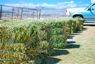 Rows of alfalfa hay