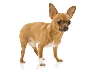 Chihuahua???Dog
