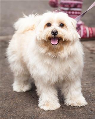 Cute Young Gold Lhasa Apso Dog Standing on the Sidewalk
