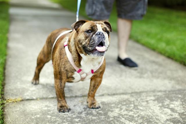 English Bulldog on Walk in Suburbs