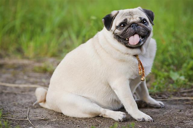Little fat pug sitting on sidewalk in summer park