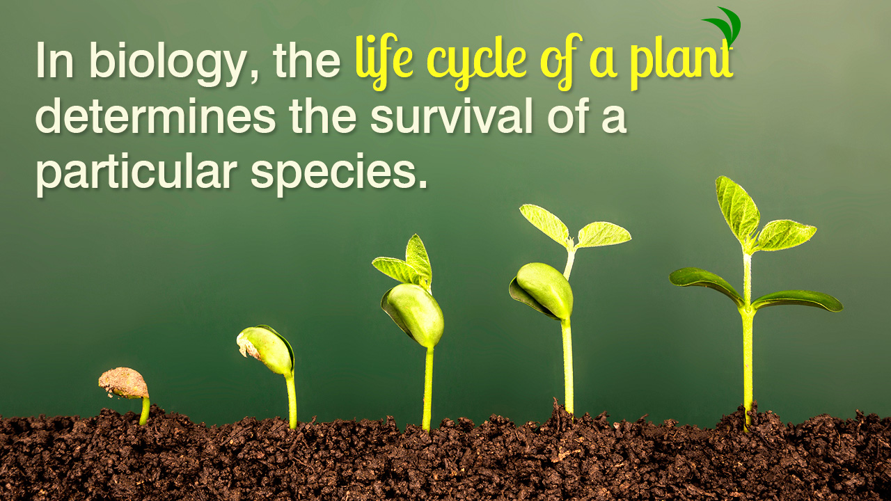 Lifecycle of a Plant