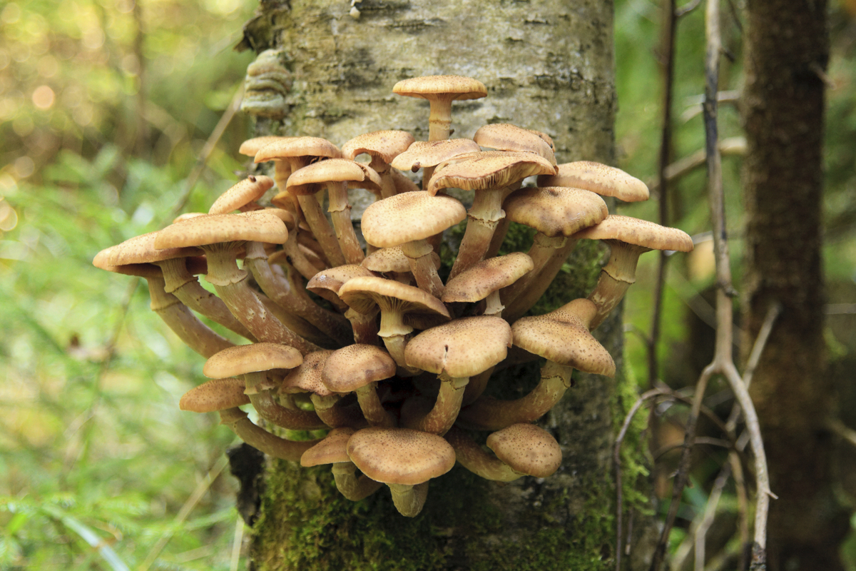 Tree Fungus Identification1200 x 800
