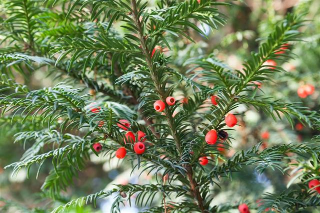 Red berries on yew tree