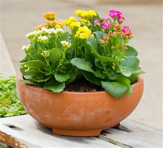 Kalanchoe Flowers in Clay Pot