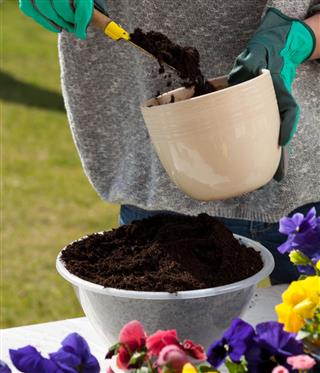 Woman Hands Replanting Flowers