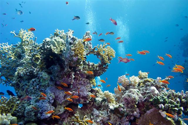 Coral reef at the bottom of tropical sea