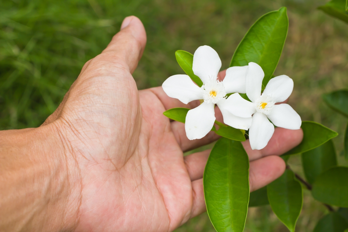 Bridal veil plant care