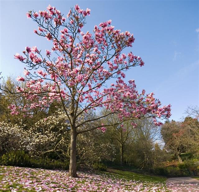 A beautiful pink tree blossoming