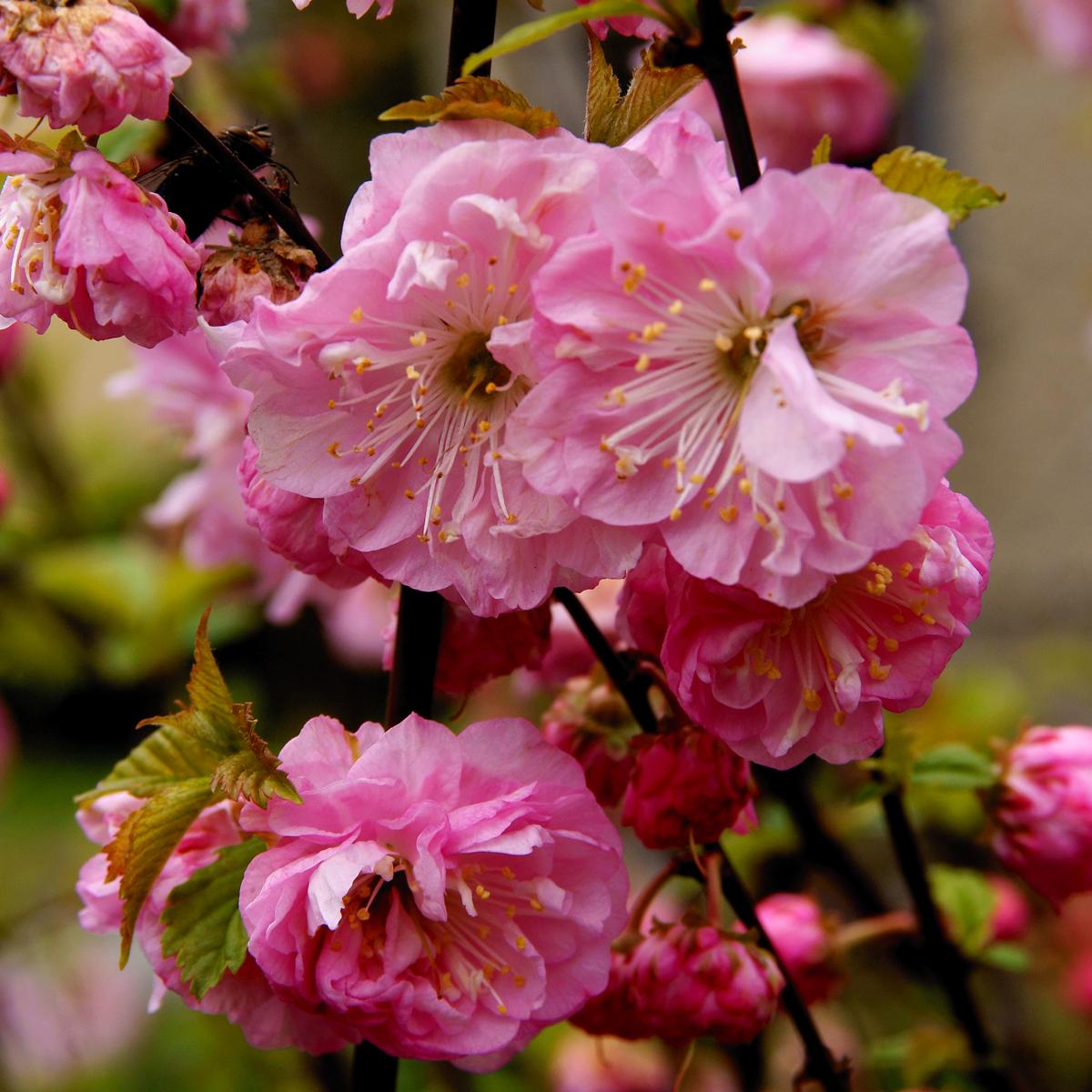 Pink Flowering Trees - Gardenerdy