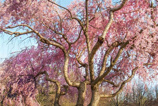 Flowering Dogwood tree