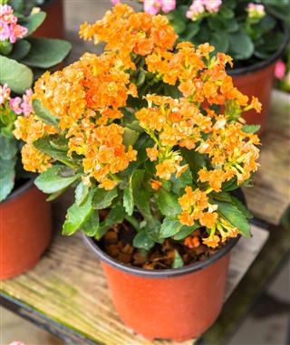 Orange Colored Kalanchoe Plant
