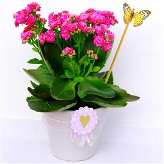 Pink Colored Kalanchoe Plant