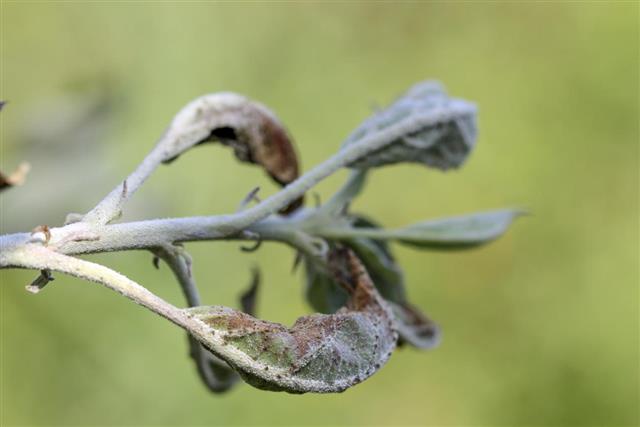 apple leaves infected and damaged by fungus disease powdery mildew