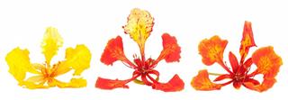 Flame tree flower