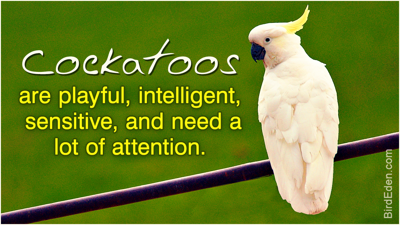 Cockatoos as Pets