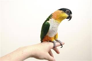 Caique Parrot Perched on Hand