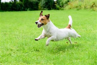 Jack Russell Terrier Running