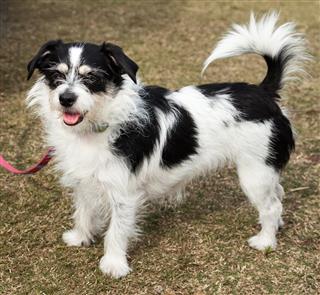 Long Haired Jack Russell Terrier