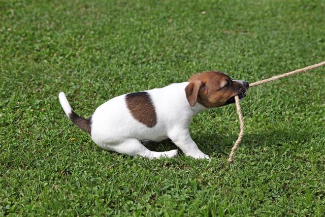 Jack Russell Terrier pulling rope
