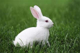 White Rabbit on grass