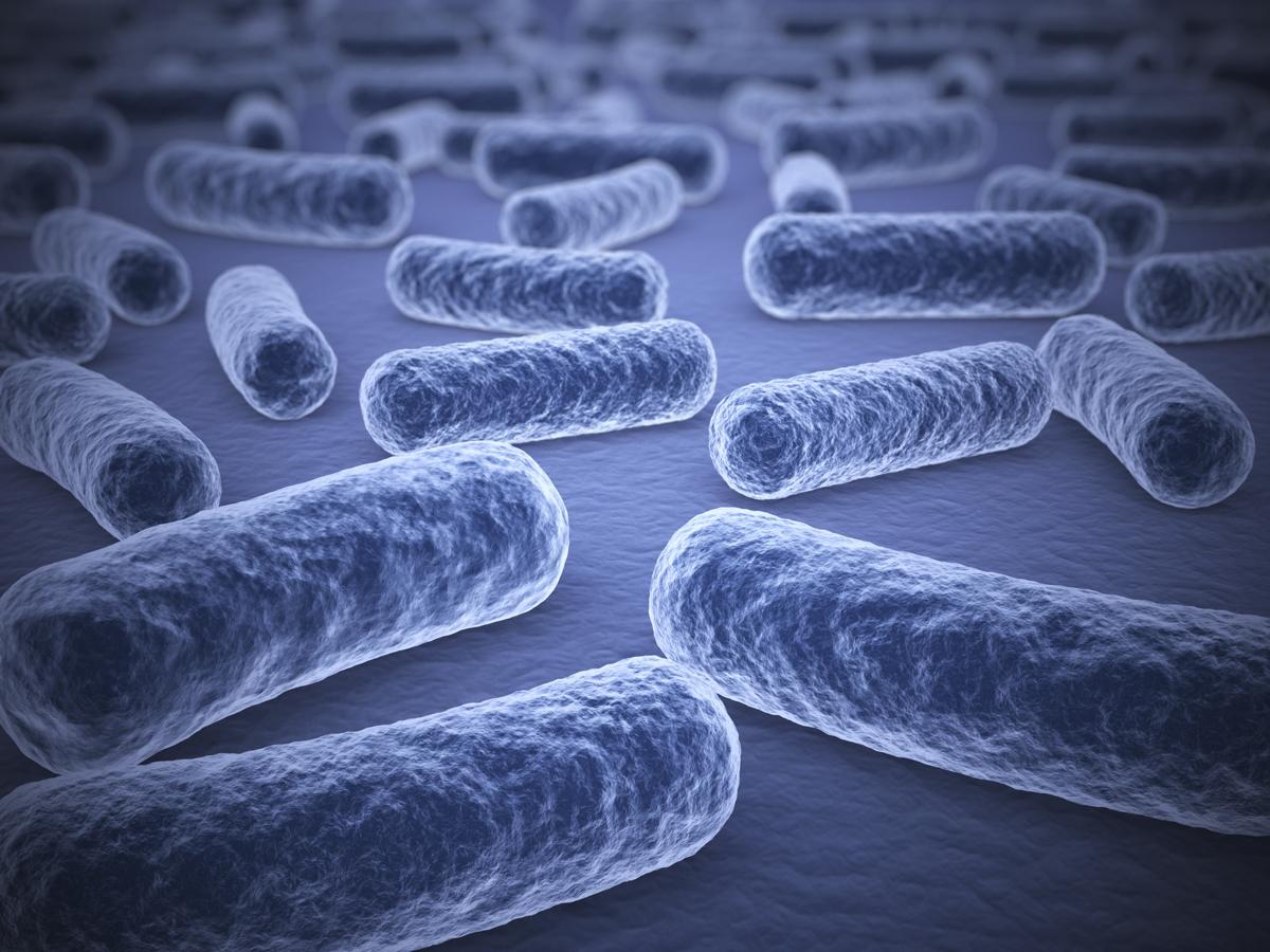 How do Bacteria Reproduce