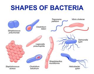 Common bacteria infecting human