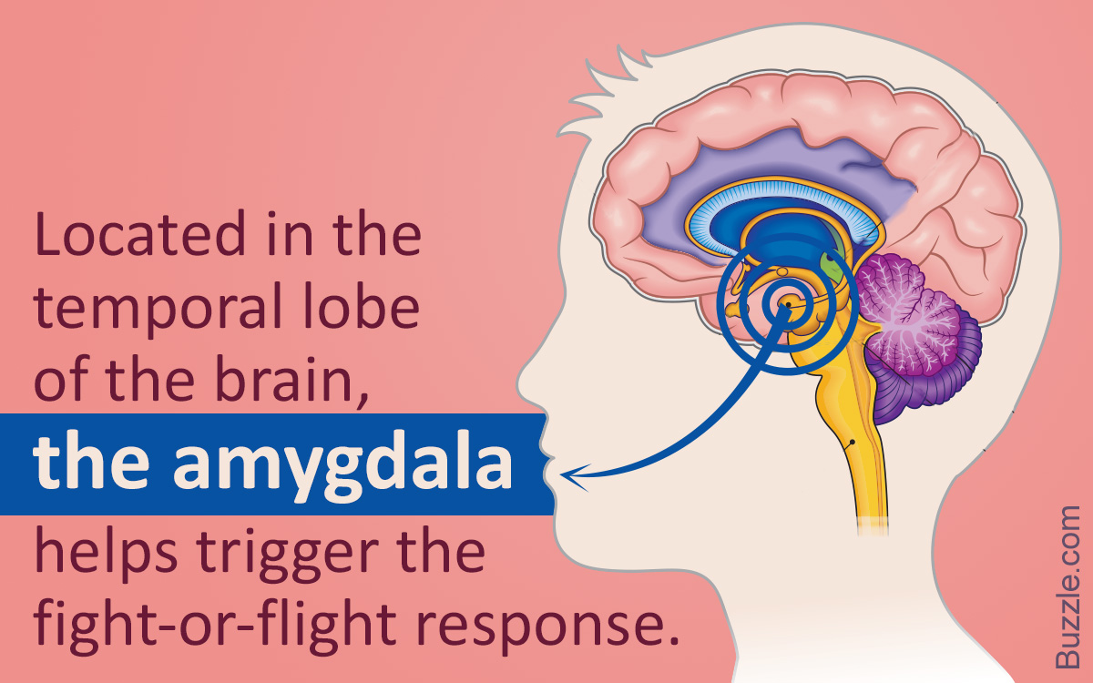 Amygdala Function