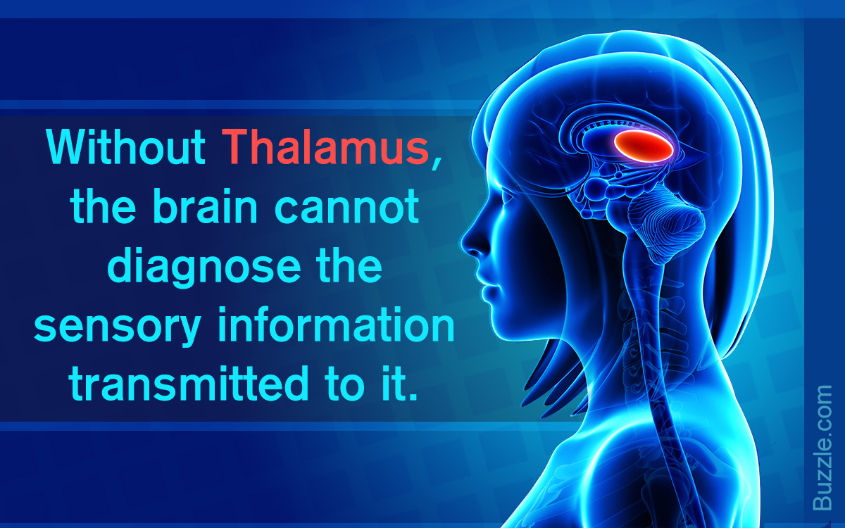Location and Functions of the Thalamus