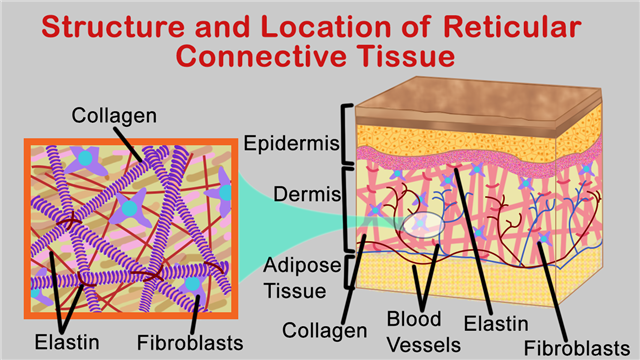 Reticular connective tissue