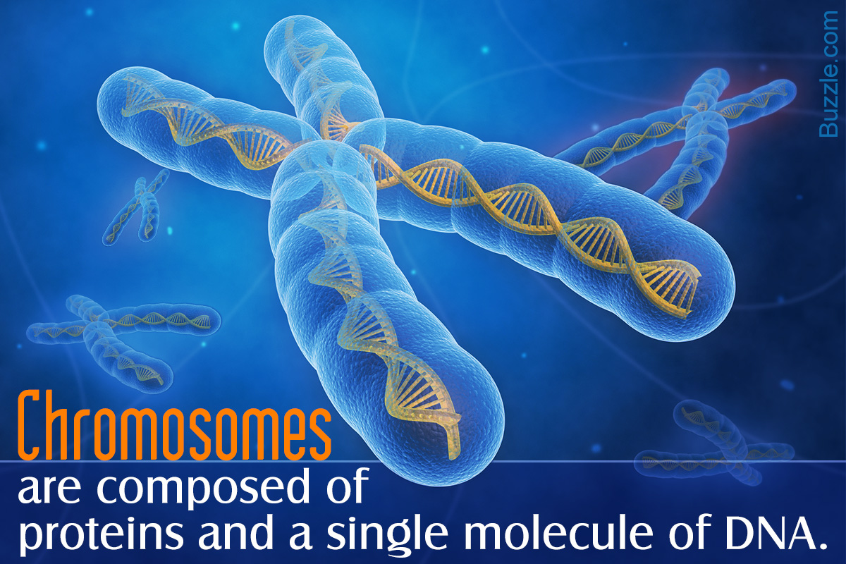 Functions of Chromosomes