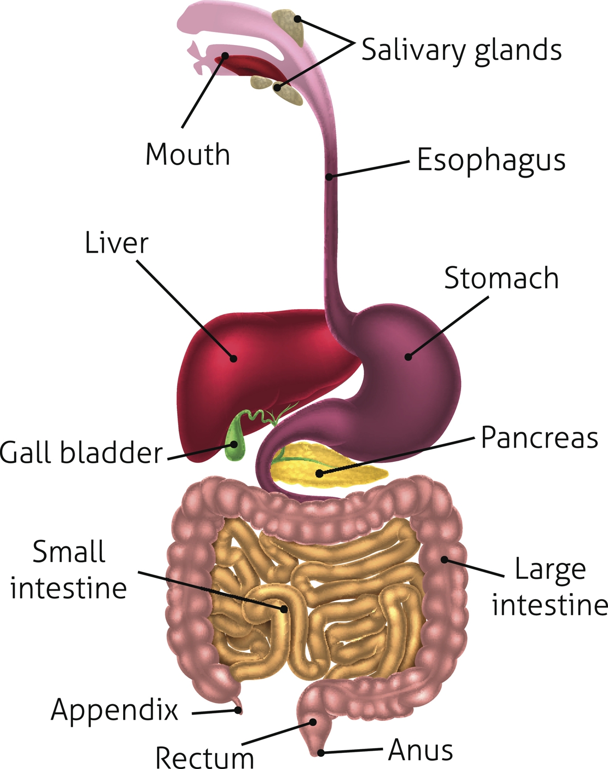 Le Systeme Digestif 4006771 Vr2422uu Digestive System 3b Scientific Images