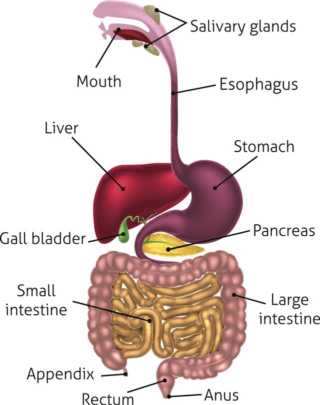 Human Digestive Tract System