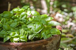 Fresh basil growing in an old terracotta pot outdoors